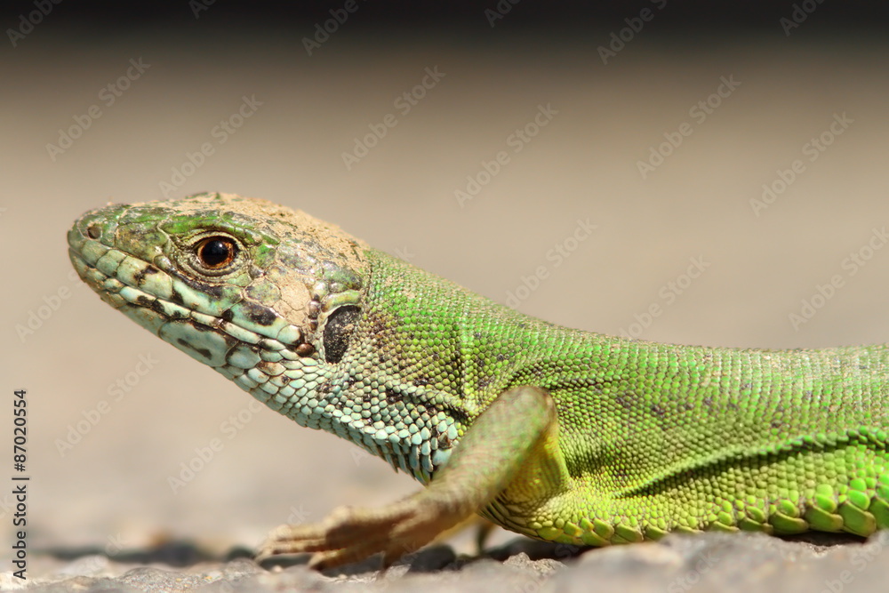 green lizard portrait green lizard portrait