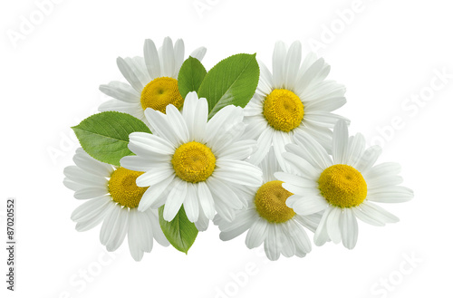 Chamomile flower group leaves isolated on white