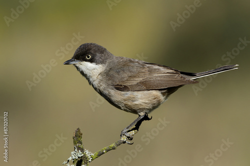 Orphean Warbler(Sylvia hortensis )