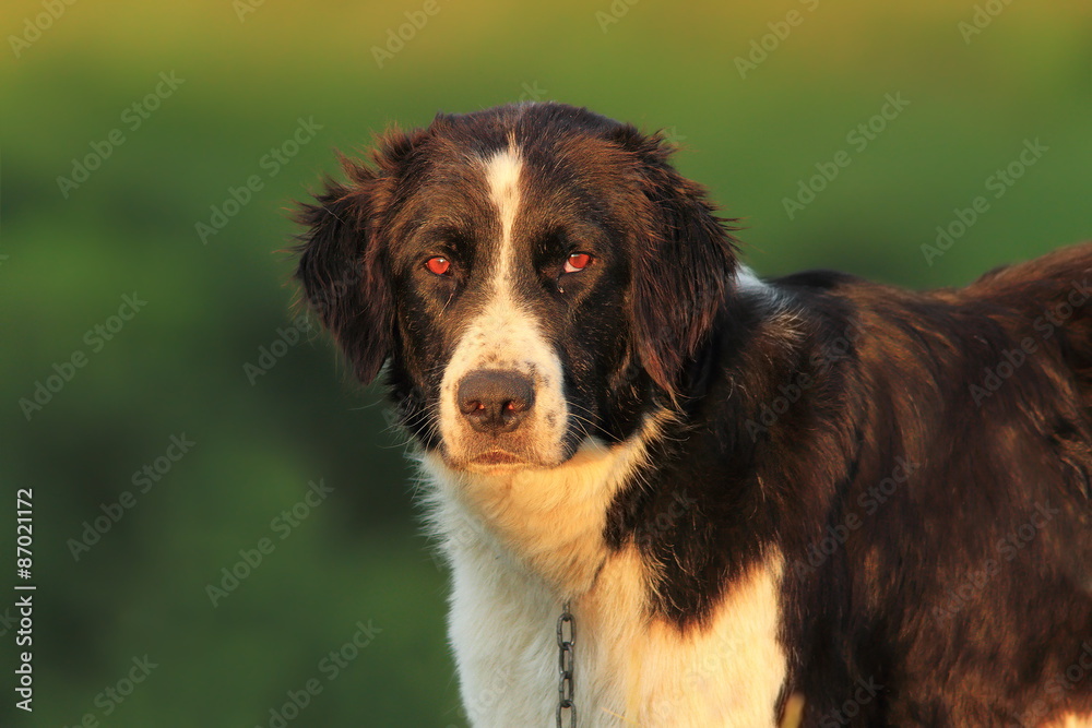 portrait of romanian shepherd dog