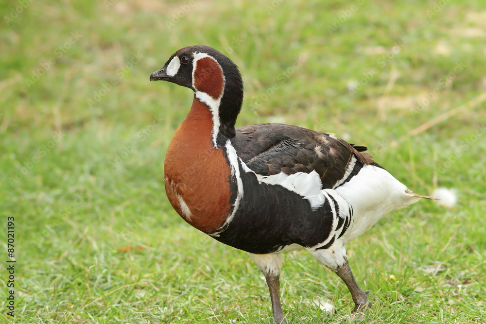 Obraz premium red breasted goose