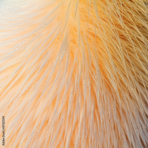 texture of great pelican feathers