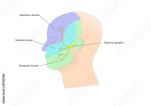 nervo trigemino e sue derivazioni photo