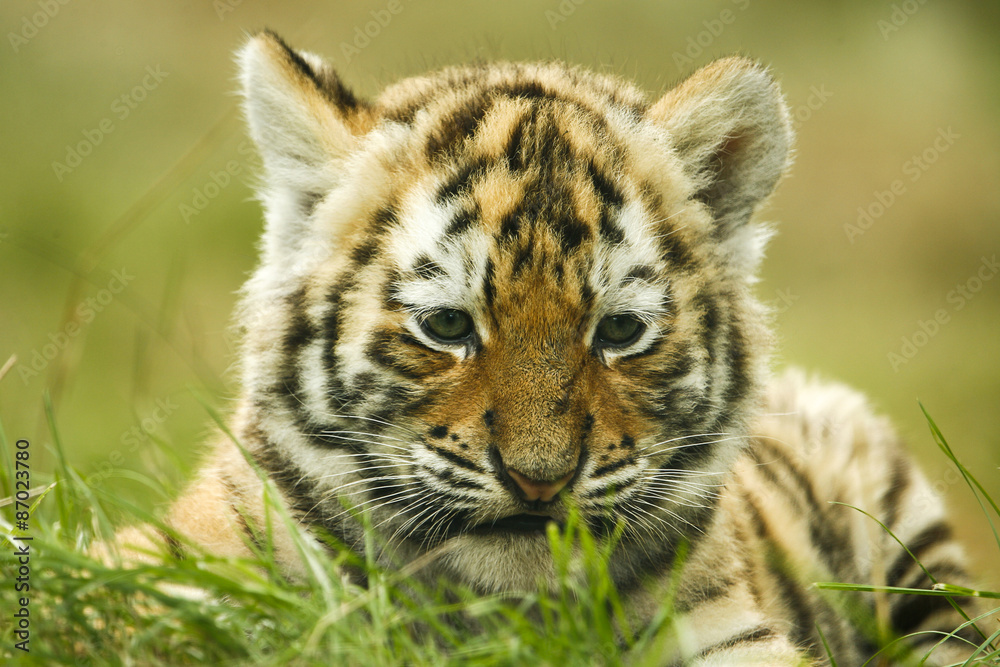 Obraz premium Siberische tijger welp.