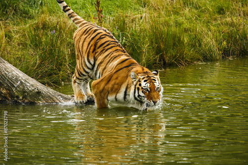 Siberische tijger gaat zwemmen.