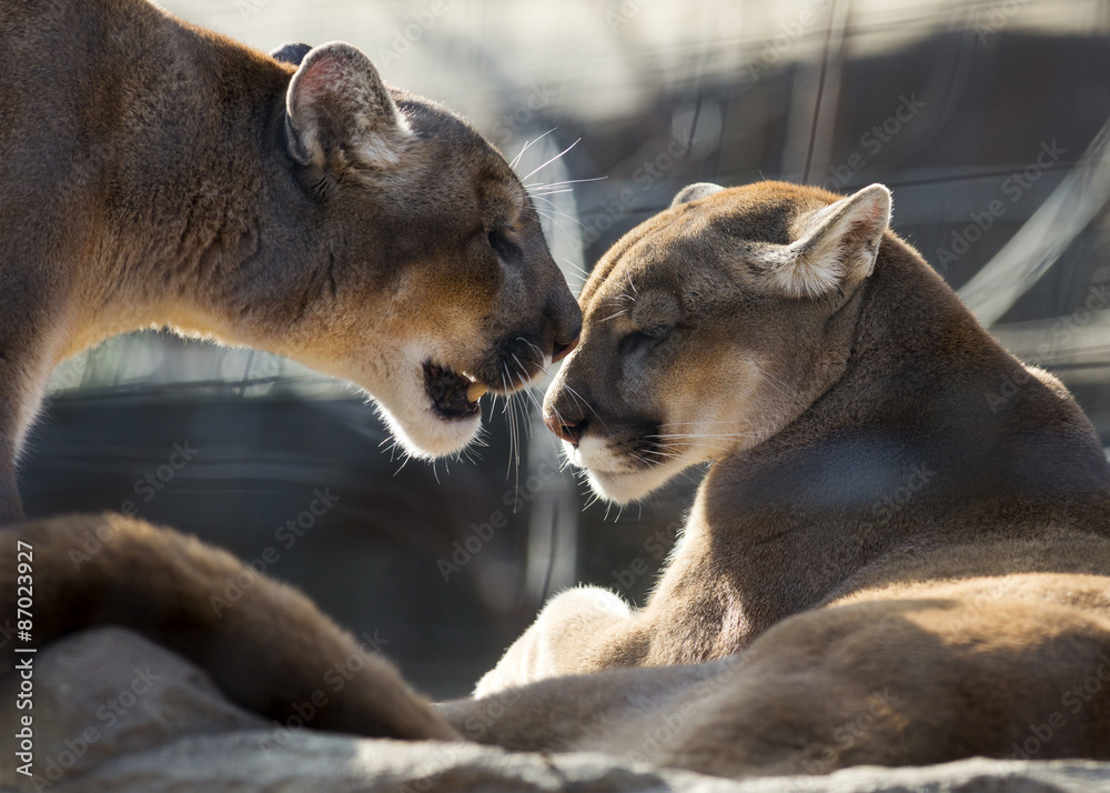 Obraz premium Mountain lion couple sharing an intimate moment