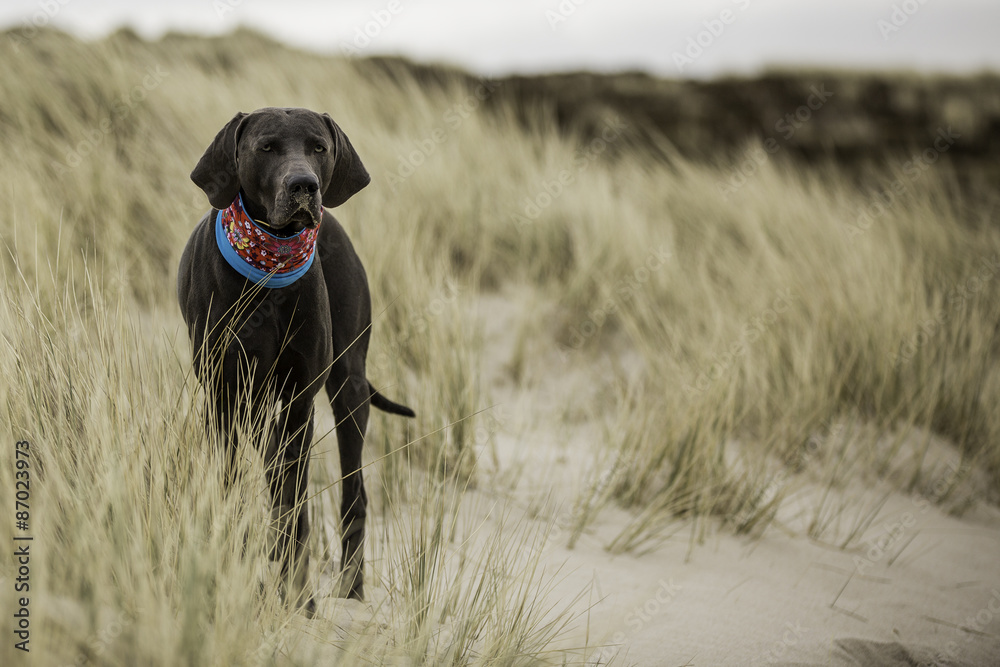 Blauer Weimaraner