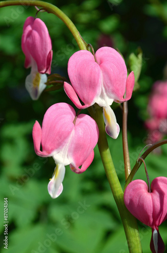 Dicentra - Bleeding Heart Flowers. Dicentra spectabils photo