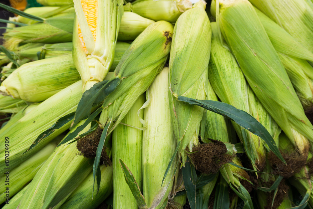 fresh green corn. corn with leaves fresh green corn. corn with leaves