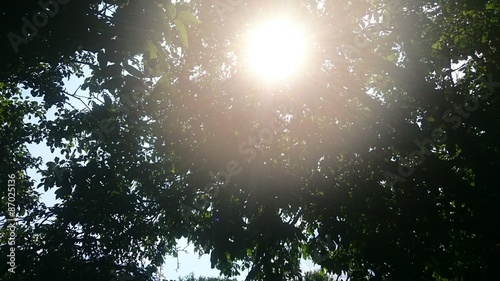 Солнечные лучи через крону деревьев photo