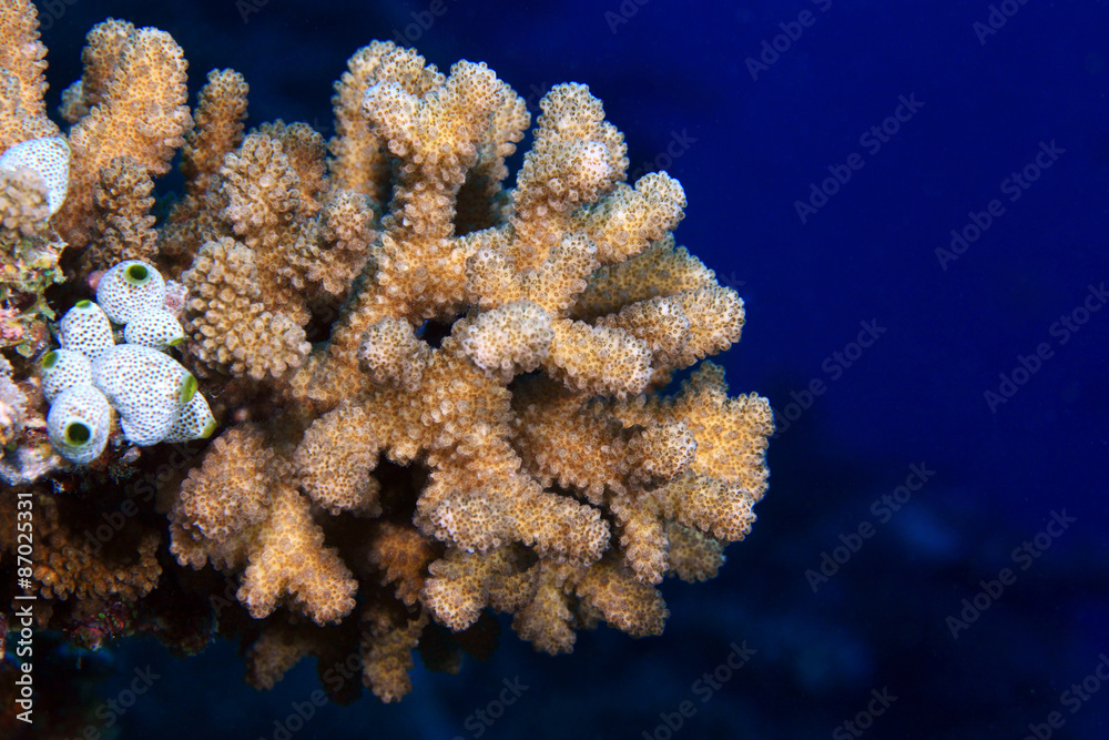 Fototapeta premium Close up of stony coral