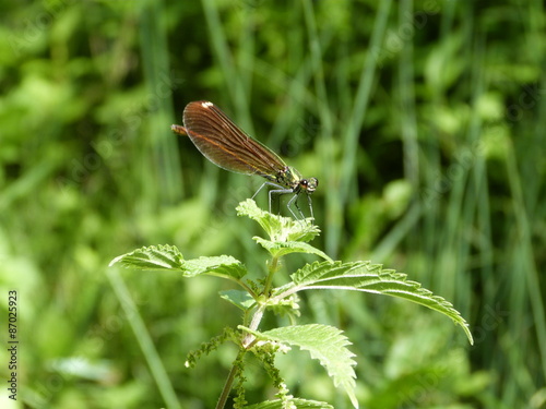 Fotografija Libellule sur ortie