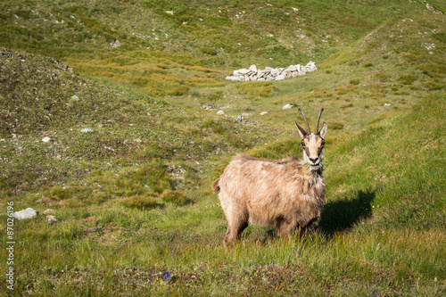 Wild chamois on the mountain meadow © Jaroslav Machacek