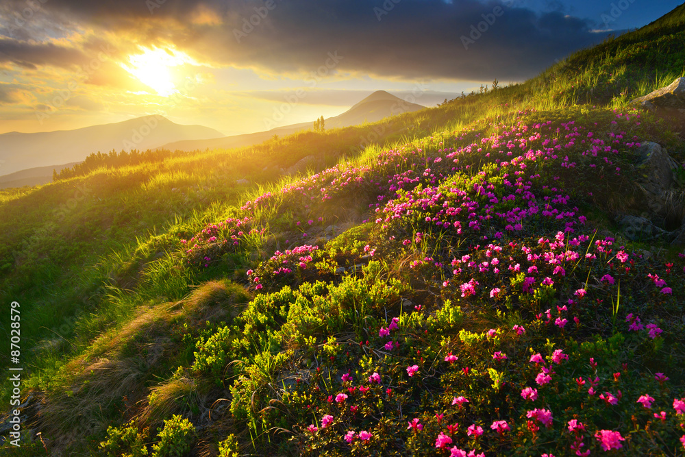 Obraz premium Rhododendron