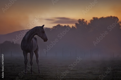 Horse at dusk