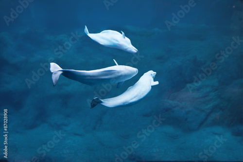 Fotografie, Tablou Beluga whales diving in deep water
