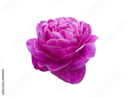 bright beautiful pink rose