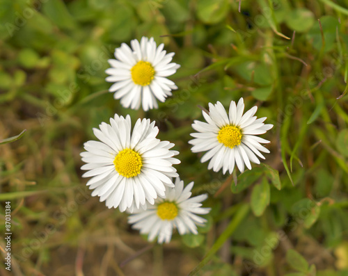 Fototapeta Naklejka Na Ścianę i Meble -  Gänseblümchen - Bellis perennis
