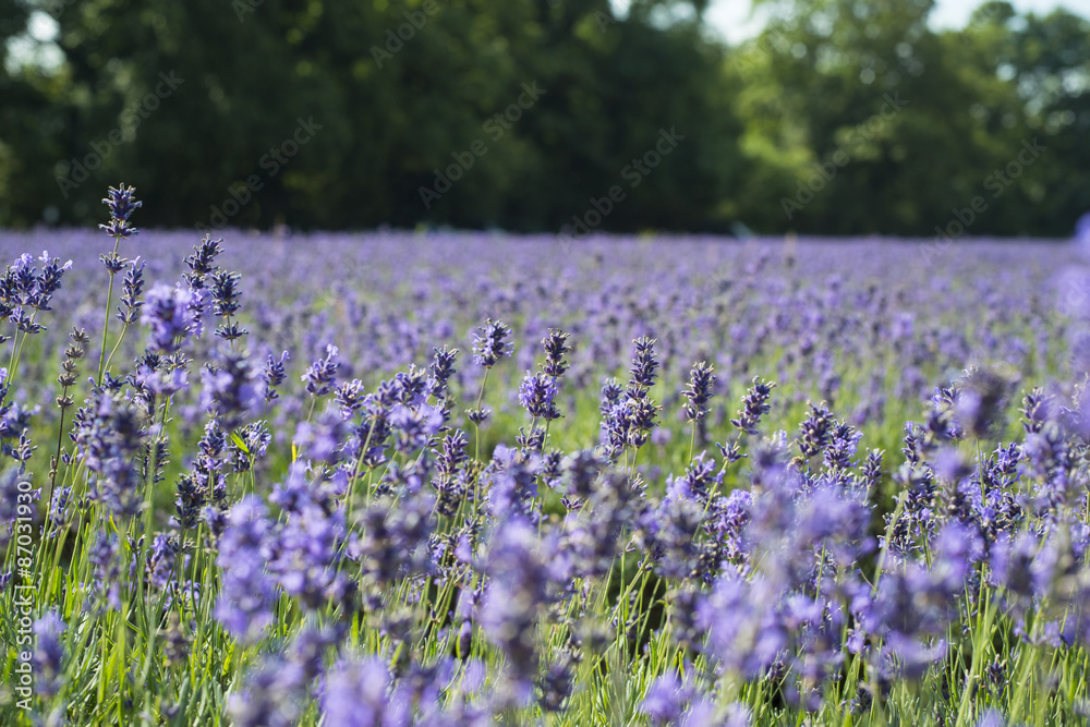 Lavender field landscape Lavender field landscape