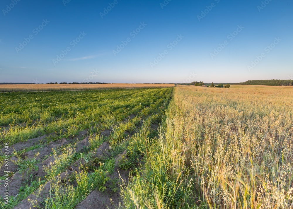 Fototapeta premium Landscape of corn field at summer sunset