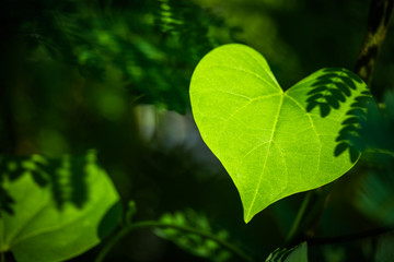 Heart leaf