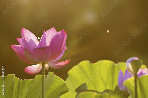 bloom lotus under sunlight