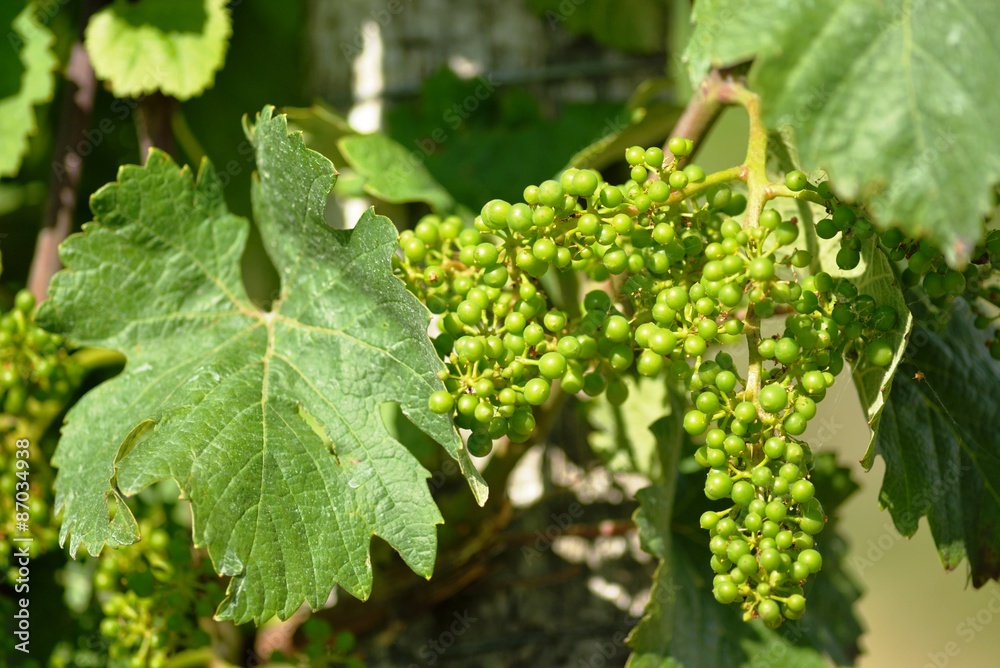 Unreife Weintraube an Weinstock Unreife Weintraube an Weinstock