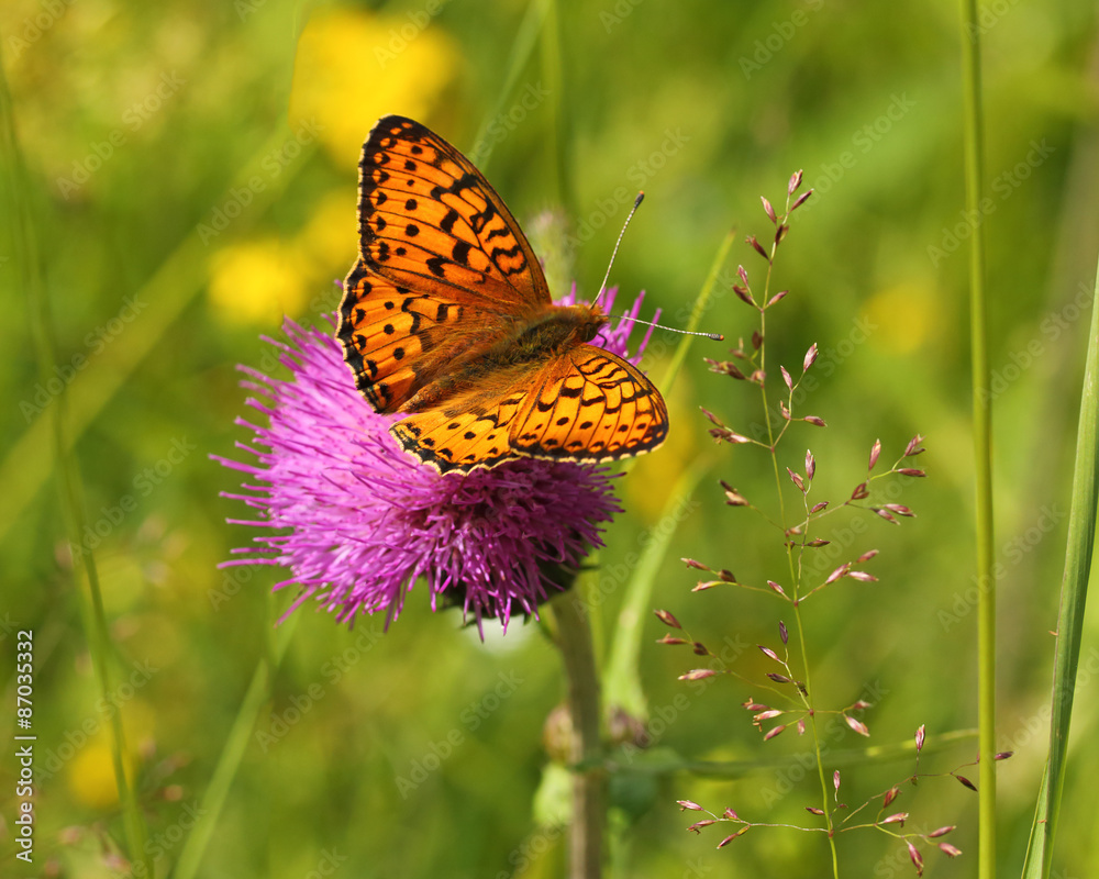 Obraz premium Бабочка на розовом цветке
