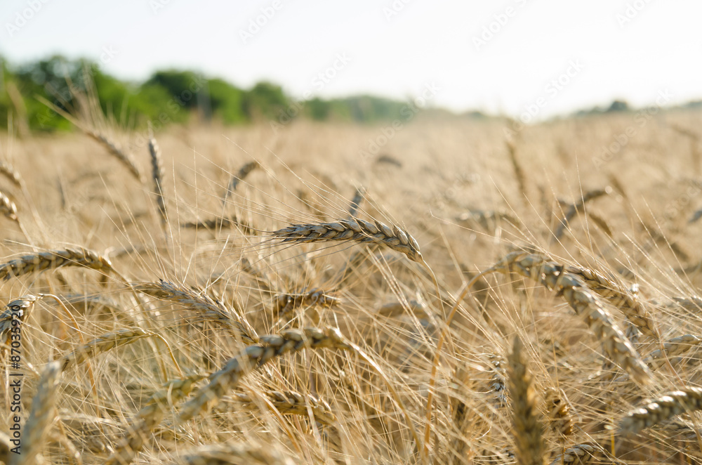 Fototapeta premium yellow wheat field