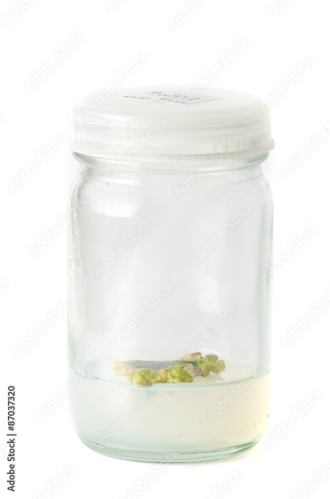 plant tissue culture plant tissue culture