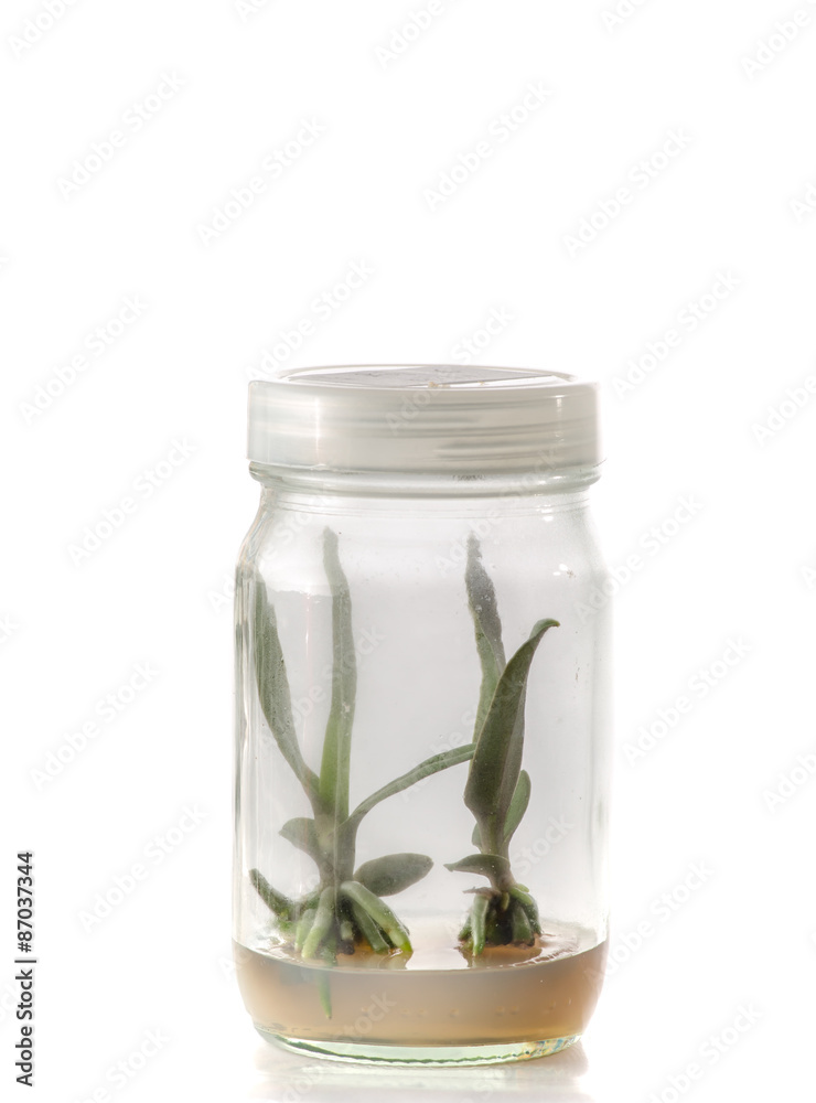 plant tissue culture plant tissue culture