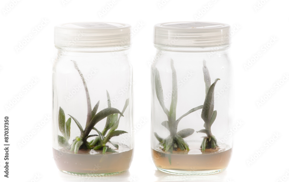 plant tissue culture plant tissue culture