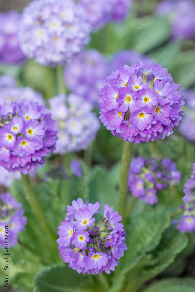 Fototapeta premium Flowers Primula denticulate