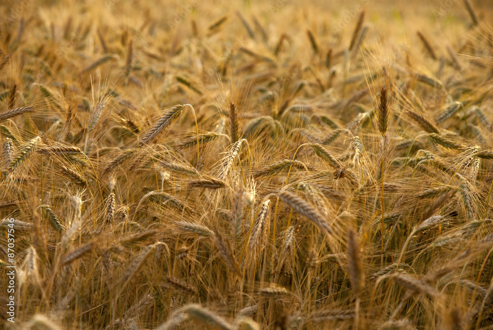 Fototapeta premium Close up of wheat field illuminated by the setting sun