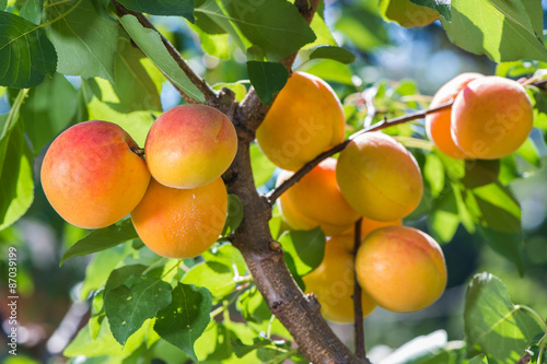 Ripe apricots