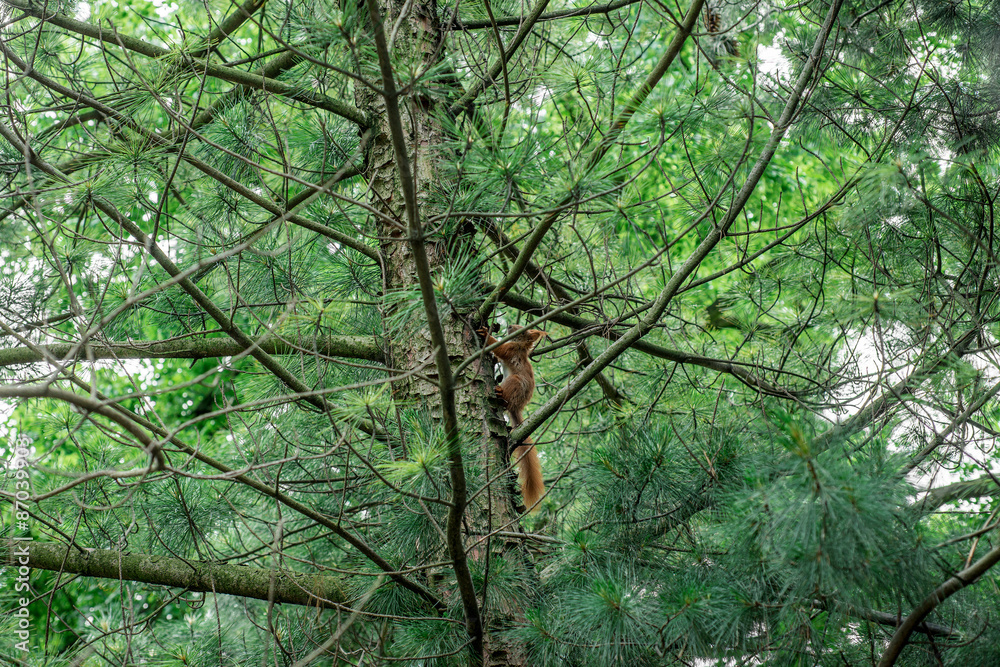 Red Squirrel jumps on the tree Red Squirrel jumps on the tree