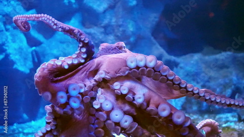 Giant octopus spreads tentacles and attach on glass at the aquarium