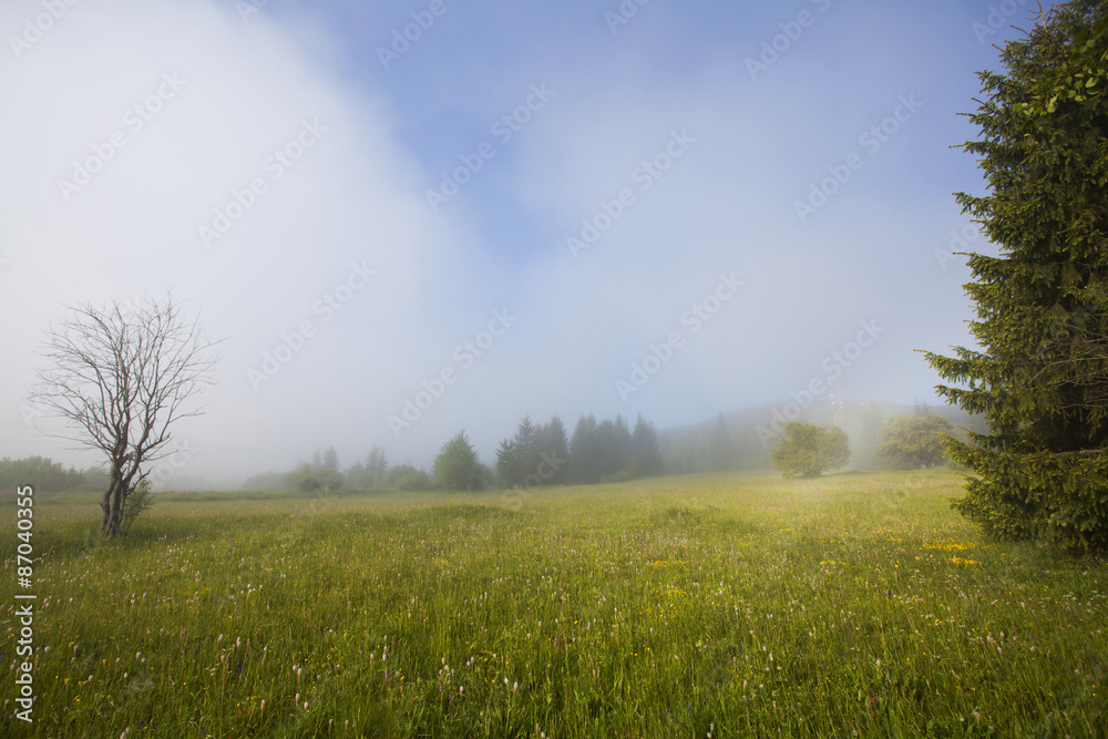 Summer field in morning fog