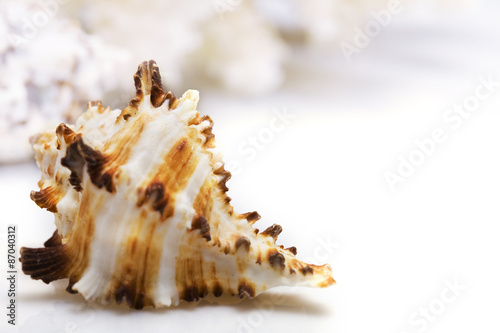 Close up view of Exotic shell on a white background