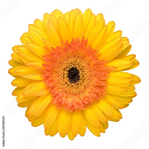 Close up of the beautiful yellow daisy