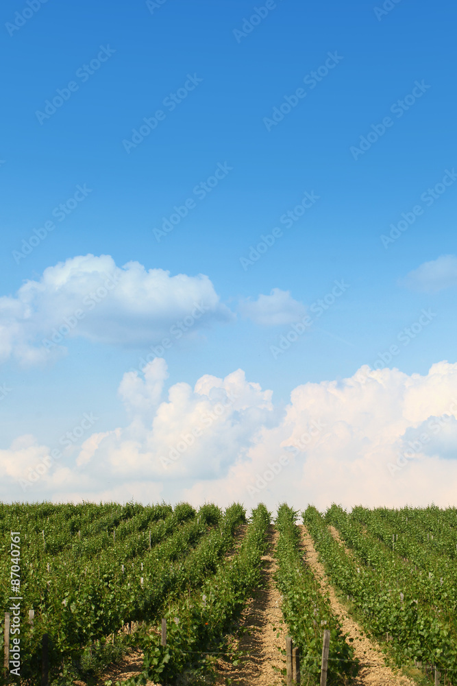 Beautiful vineyard landscape