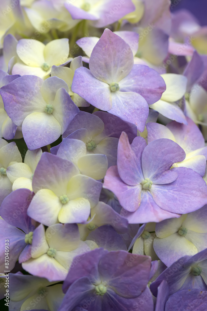 Hydrangea flowers in a garden Hydrangea flowers in a garden