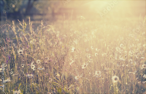 Fototapeta Naklejka Na Ścianę i Meble -  Summer meadow full with daisies after rain
