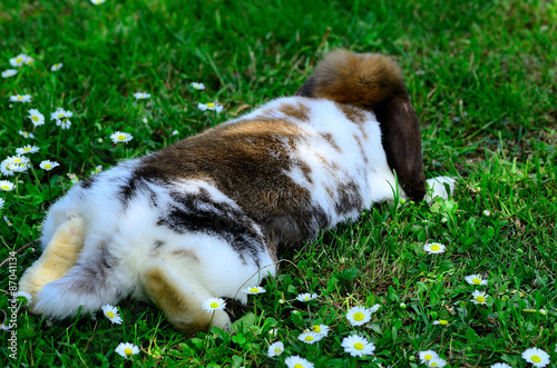 hase liegt im gras
