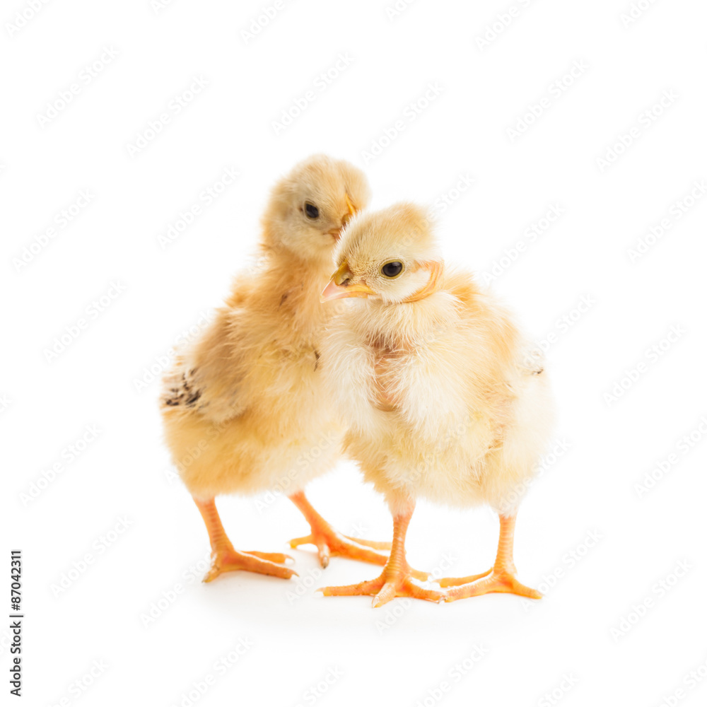 Cute chicks Cute chicks