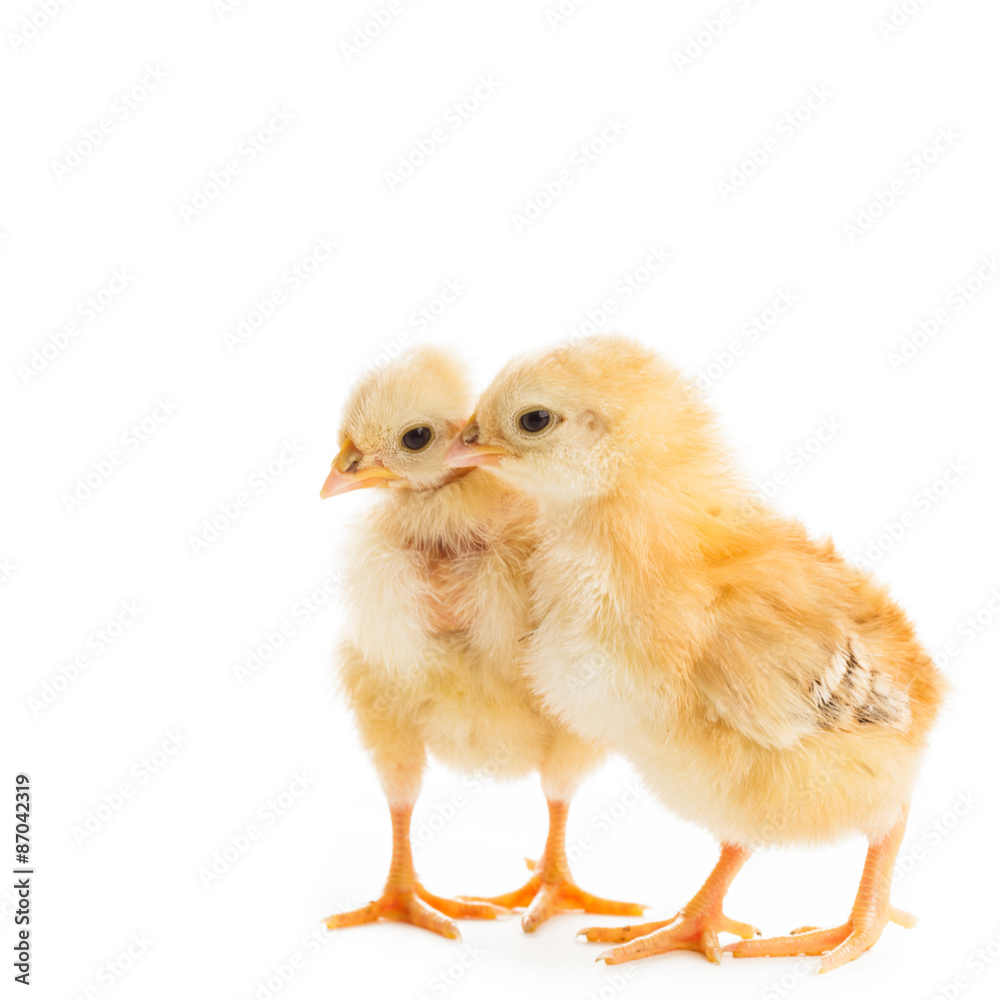 Cute chicks