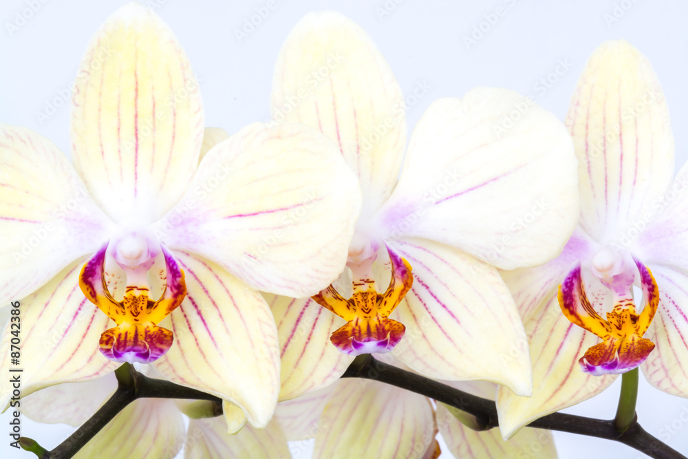 Naklejka premium Orchidee