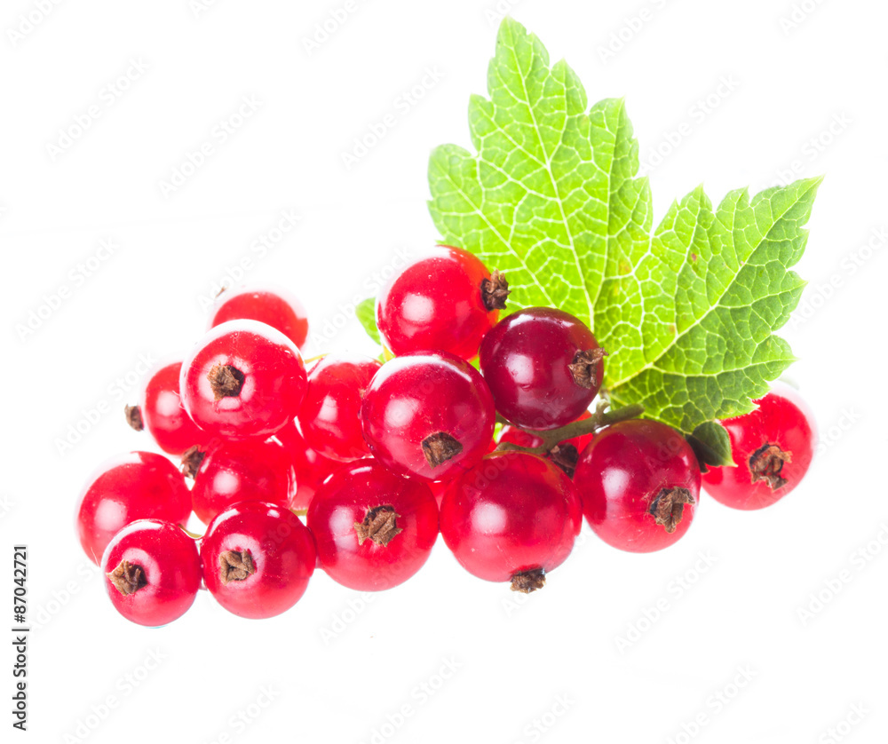 Red currant isolated Red currant isolated