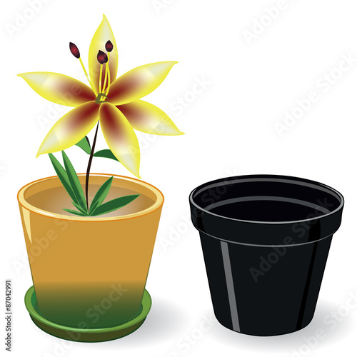 Growing flower in a pot and black empty pot