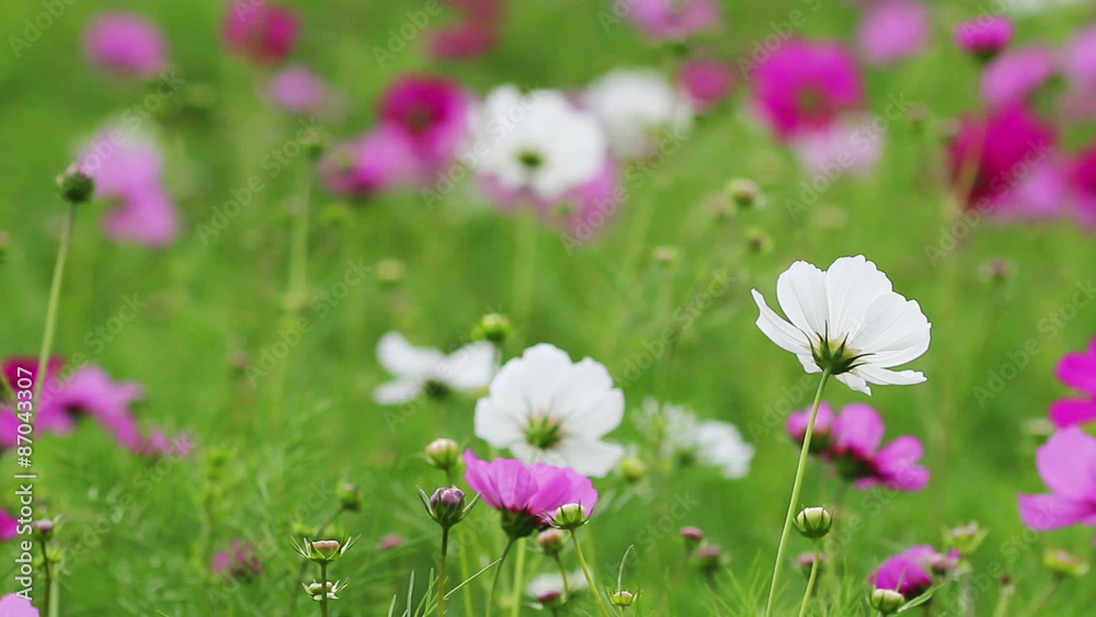 Purple and white cosmos flower field in breeze.
Purple and white cosmos flower field in breeze.